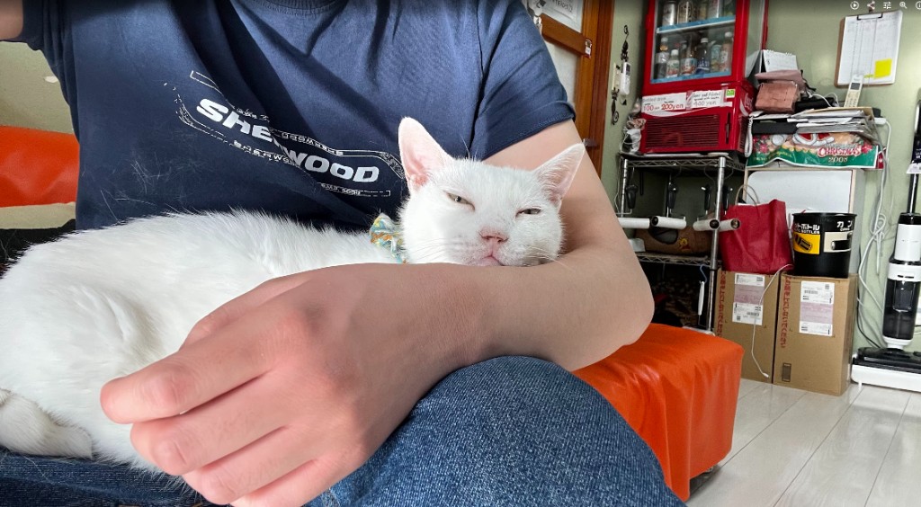 a sleepy white cat resting on my arm