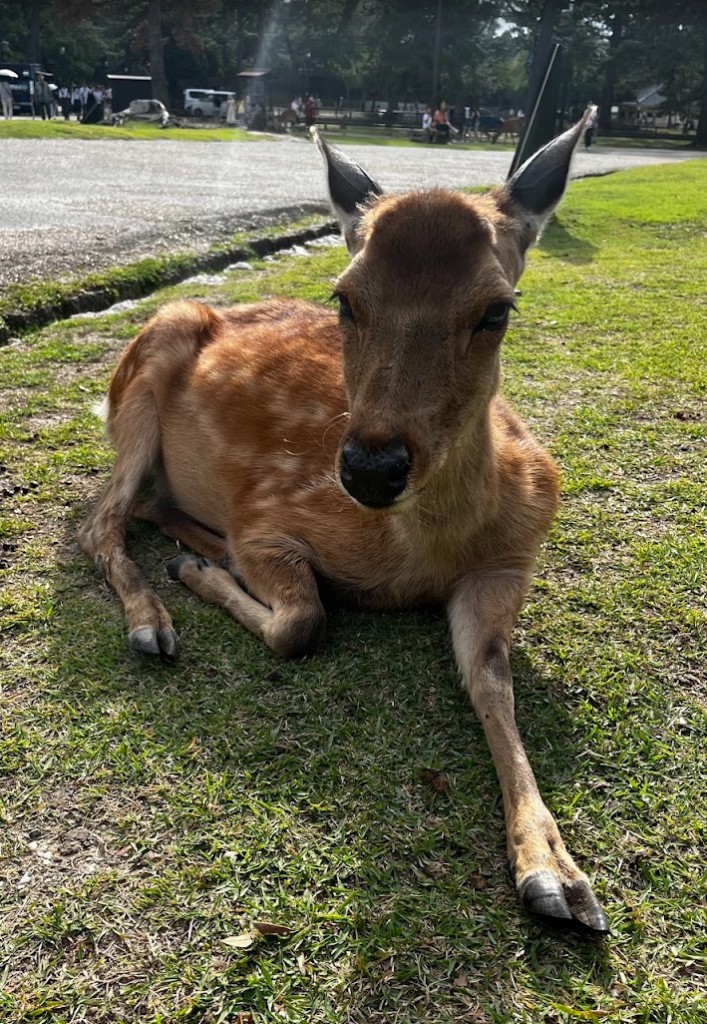 a deer resting in nara park